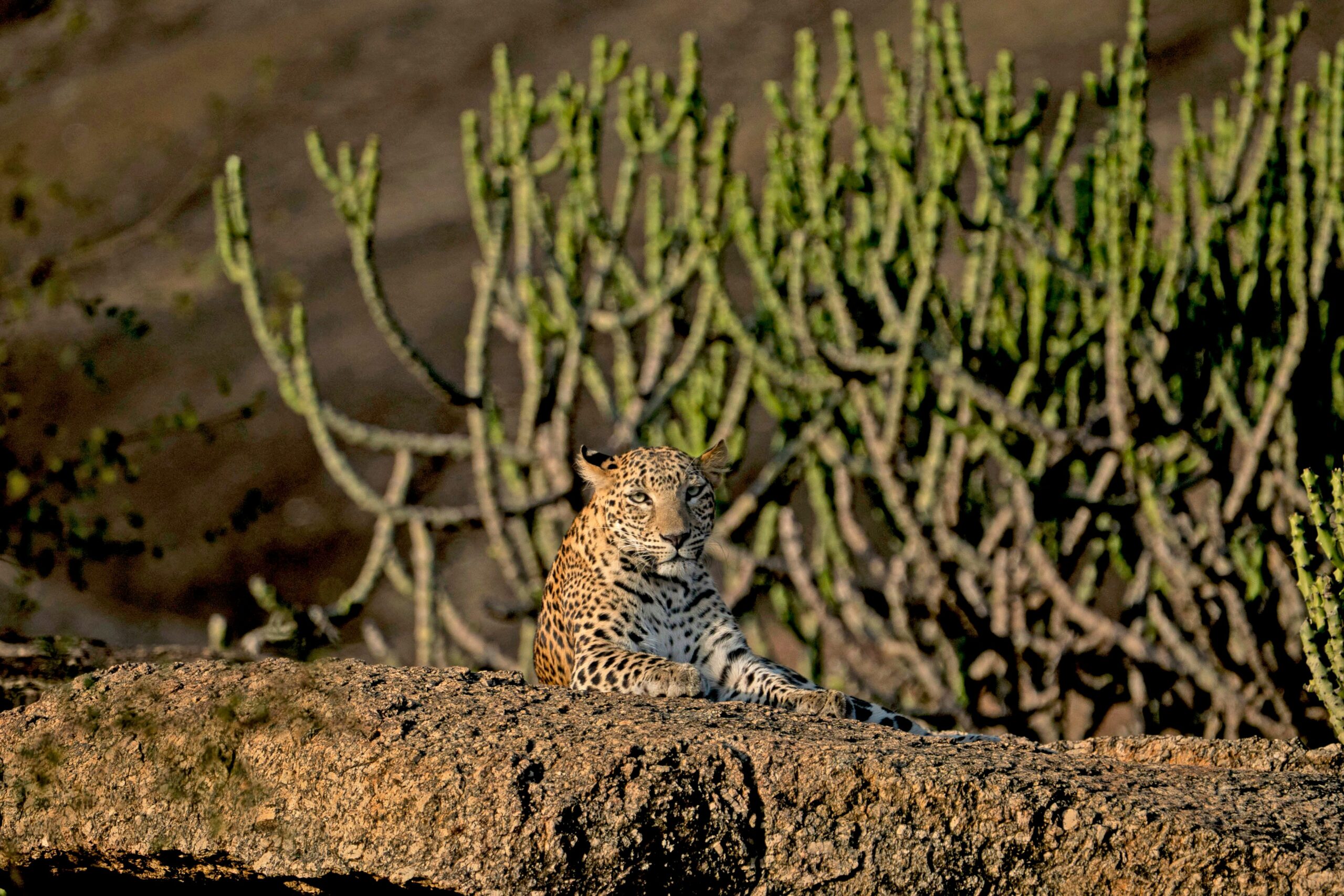 Jawai Dam Crocodile Sighting and Landscape