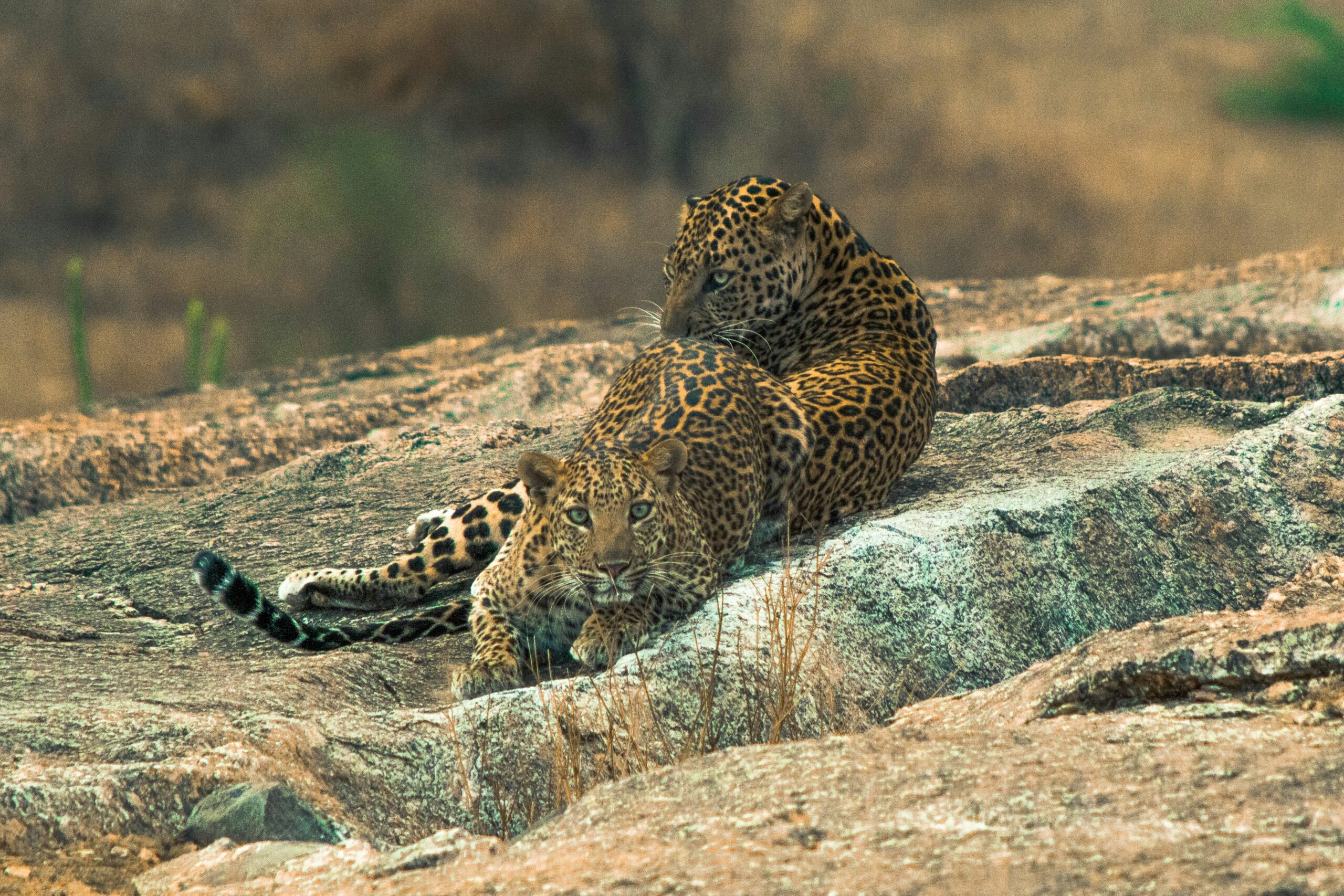 Jawai Leopard Safari Tour