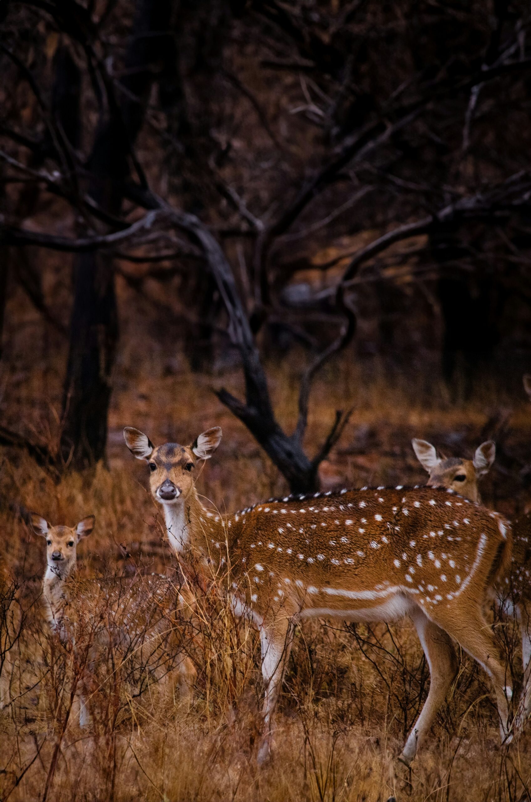 Ranthambore UNESCO Heritage Fort and Jungle Views