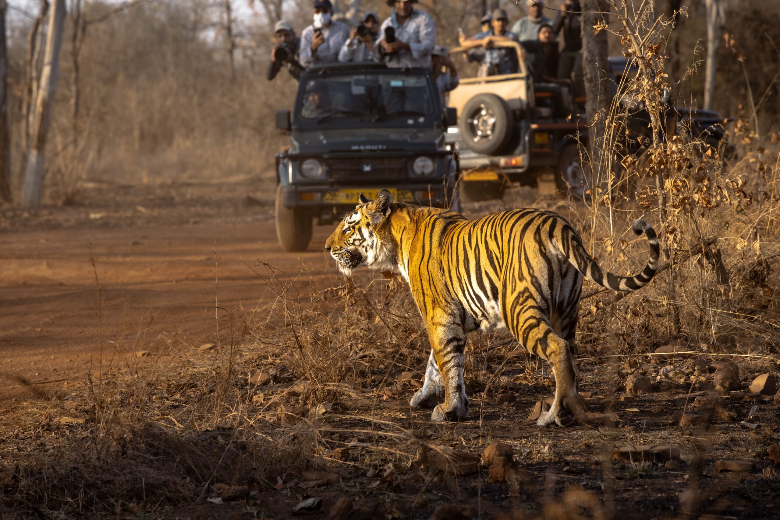 Ranthambore Jungle Safari Tiger Sighting