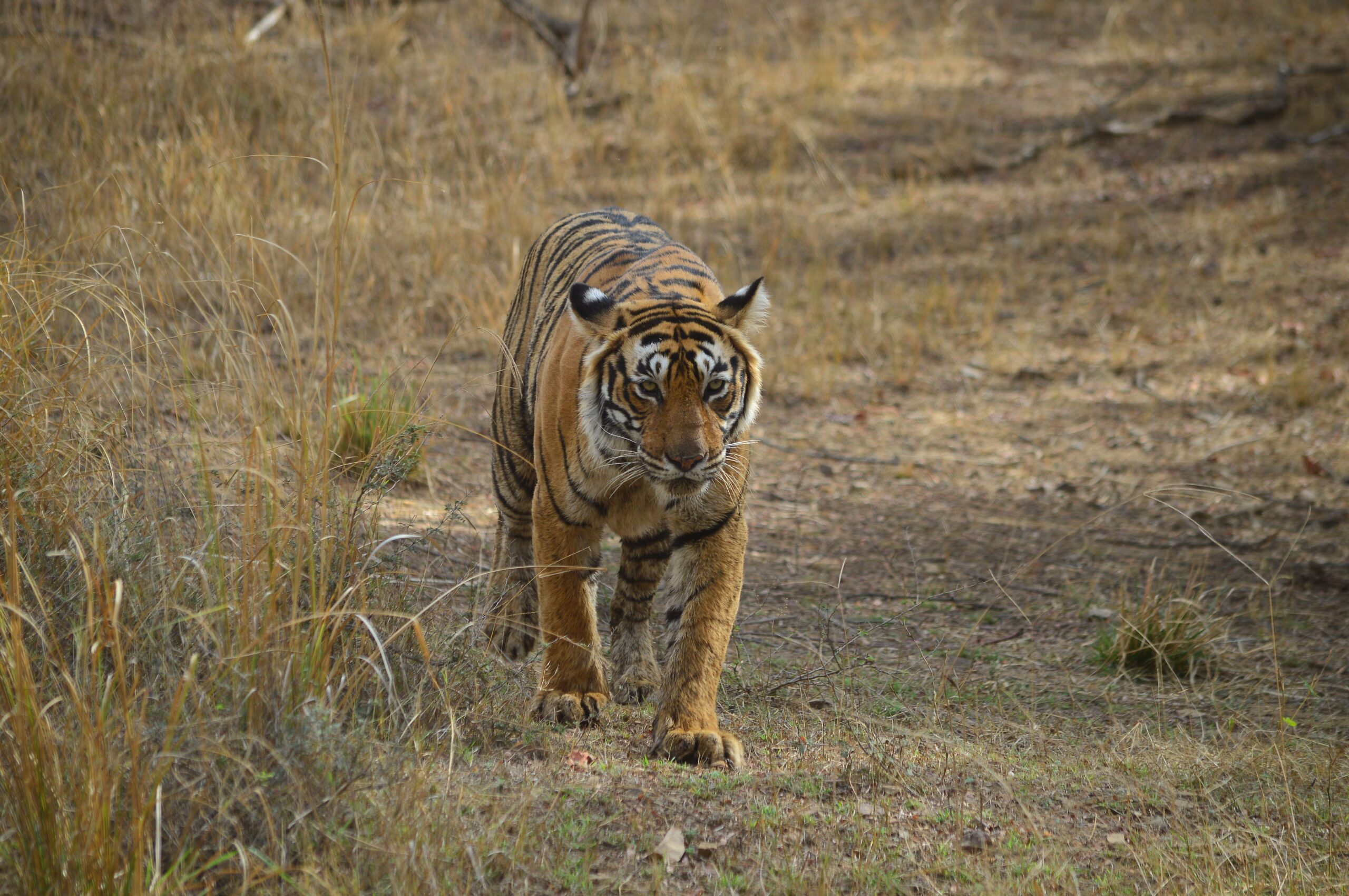 Ranthambore Wildlife Flora and Fauna